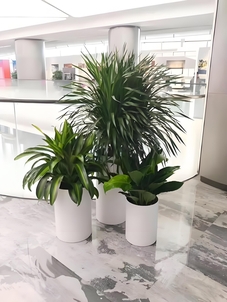 前湾盆景出租公司 前湾盆景出租公司